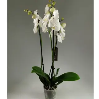 Biała orchidea