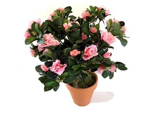 Азалия, Розова, малка