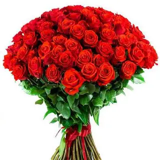 51 rosa rossa normale