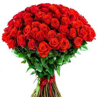 51 rosa rossa normale