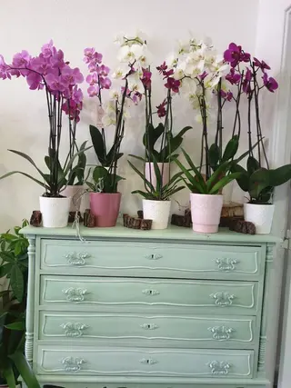 Orquídea