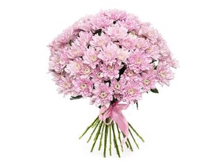 21 Хризантеми, Розови | 1 pieces