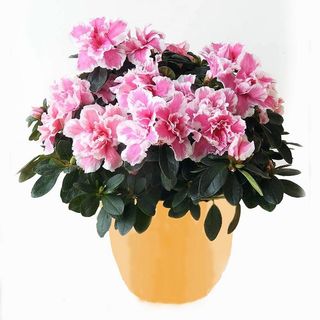 Pianta di azalea confezionata