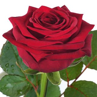 Червона троянда (поштучно)