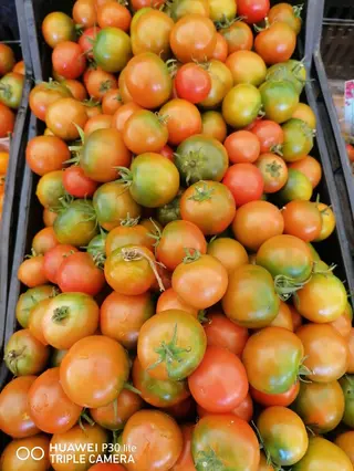Pomodoro camone