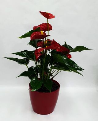 Planta De Anthurium Roja