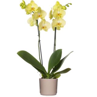 Orchidea Gialla con portavaso.  