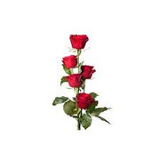 5 ROSE ROSSE