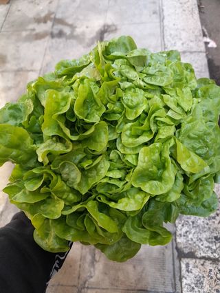 Lattuga misticanza al pezzo