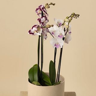 Orquidea premium con 4 tallos blanca con morado