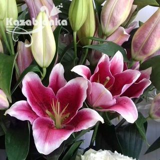 Orijental roze (RCIR 51)