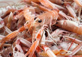 Škamp 1- Nephrops norvegicus NEP