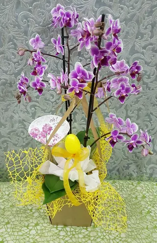 Orquídea "Páscoa Feliz"