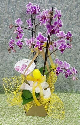 Orquídea "Páscoa Feliz"