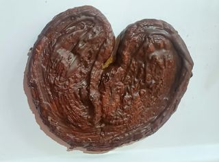 Palmera De Chocolate