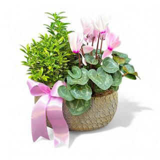 Vase decorativa cu Cyclamen si Eumonymus