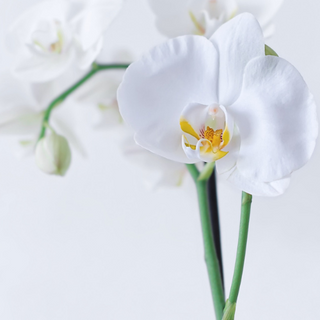 Orchidées (selon couleurs)