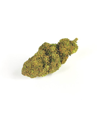 MIMOSA 2Gr.