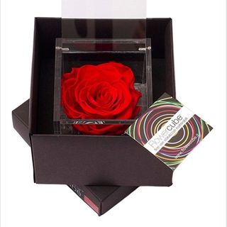 Rosa perfumada mediana roja.