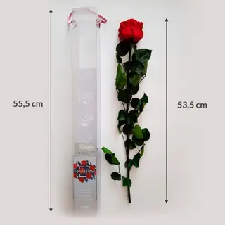 Rosa Eterna