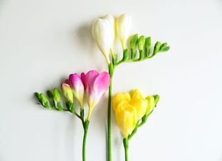 3 Фрезии, Микс