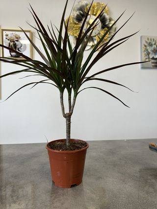 Palma Dracena