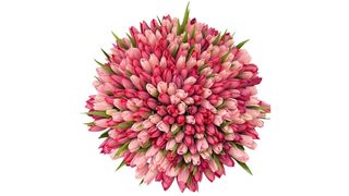 #13 201 tulipanów mix