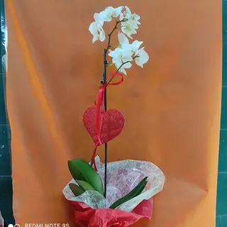 Pianta di orchidea confezionata 