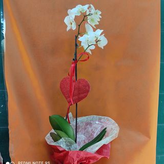 Pianta di orchidea confezionata 