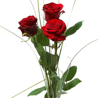 3 ROSAS ROJO