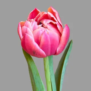 Tulipan różowy 