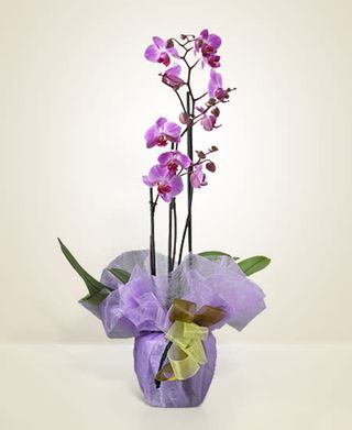 Orchidea 2 rami 