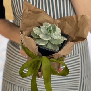 Ванильный Туман 