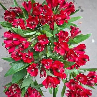 7. Astromeria  