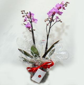 PLANTA ORQUIDEA(Phalaenopsis)