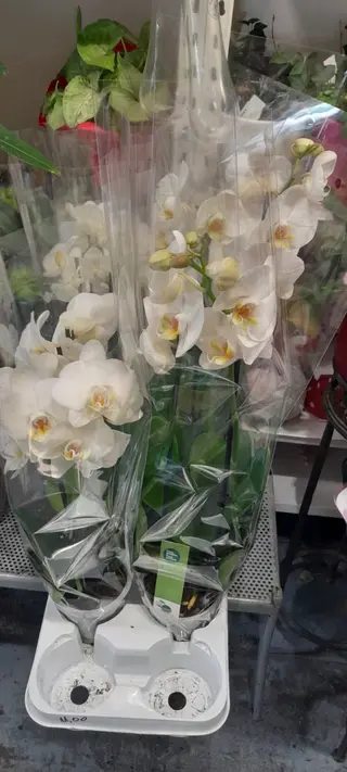 Orhideje