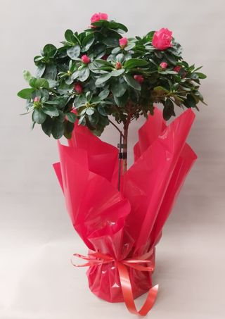 Azalee albă copăcel 