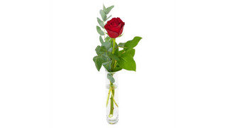 1 Róża Czerwona