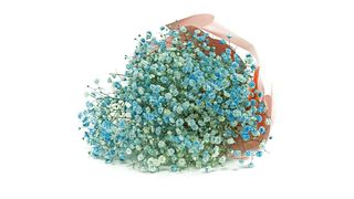 Bukiet z 5 gałązek niebieskiej gipsówki