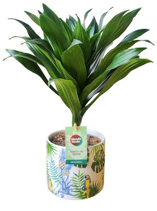 Dracaena