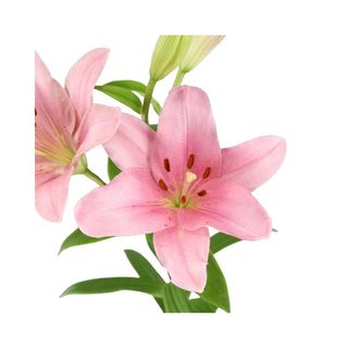  Lilium Asiático Rosa Flor Suelta (Por unidad/No es un ramo/No bouquet) 