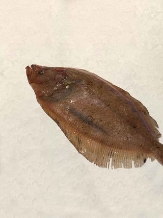 Gallo Francia (600 Gr.)