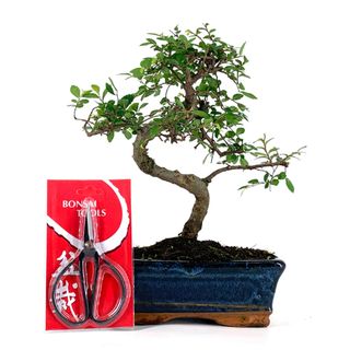 Pack Bonsái Zelkova 8 años y Tijera china