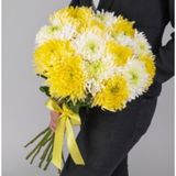 Crizantema alb-galben