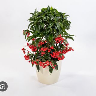 Ardisia con bacche rosse