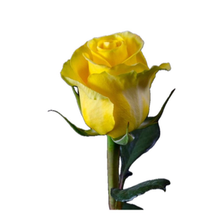 Rosa amarela 