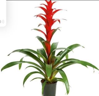 Guzmania 