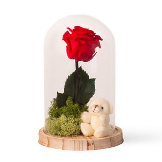 Secret Garden Rose + Oso