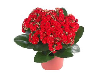 Каланхое червено | 1 pieces