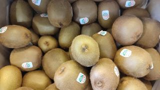 Kiwi verdi Zesperi 1 kg